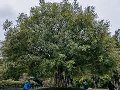 -龙头寺公园