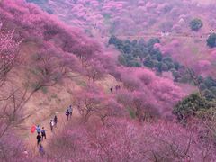 -新建村梅花