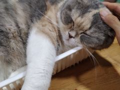 -藦茜花园宠物主题亲子互动体验馆(国顺东路店)