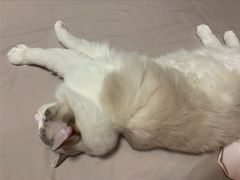 -FAELING PETS美天灵宠物(富力广场店)