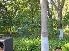 -大兴滨河森林公园