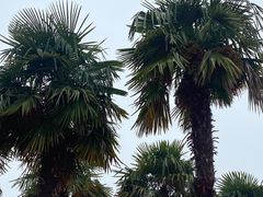-苏州太湖西山岛开心农场
