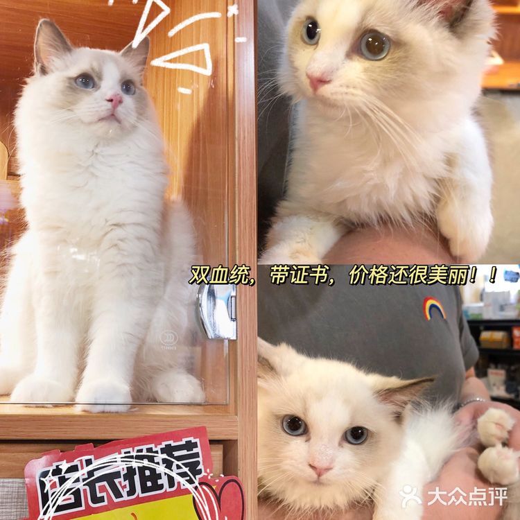 广州猫舍 | 专做德文缅因布偶的正规良心猫舍🐱
