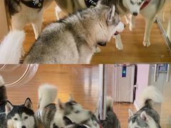-Husky Go! 哈士奇体验馆·宠物咖啡厅狗咖