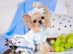 -萌宠之家·腊肠犬·马尔泰·小体犬舍