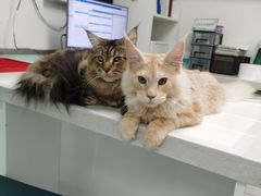 -达爱动物医院·犬猫分区·CT·复杂眼科(远洋山水分院)