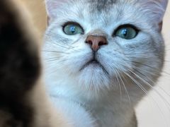 -有喵·猫咖·狗咖·30几只猫10只小狗(岗厦店)