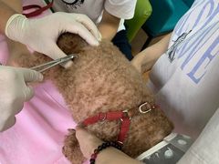 -北京观赏动物医院·24小时大型综合·猫专科·异宠专科