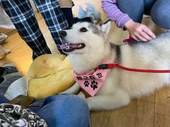 -Husky Go! 哈士奇体验馆·宠物咖啡厅狗咖