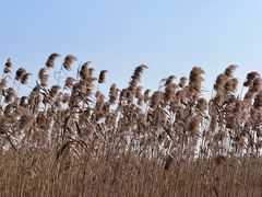 -上海吴淞炮台湾国家湿地公园
