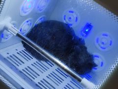 -PETKIT小佩宠物·低压洗护(国顺东路店)