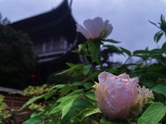 -龙华寺