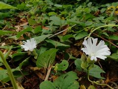 -羚羊峡古栈道森林公园