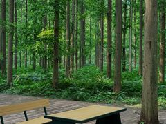 -黄海国家森林公园