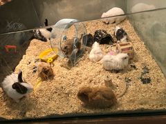 -70cat德文卷毛猫·缅因猫纯种猫舍