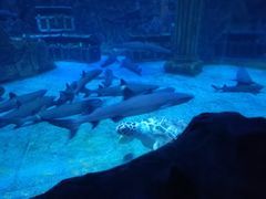 -芜湖新华联大白鲸海洋公园