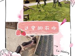 -前小桔亲子创意农场·草莓采摘·露营烧烤