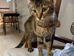 -豆逗聊愈猫阁Easy Life
