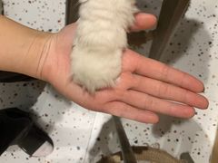 -滚猫咖啡·猫咖·猫友好撸猫(未来城店)