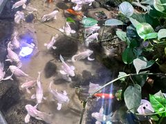 -正佳雨林生态植物园