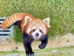 -常州淹城野生动物世界