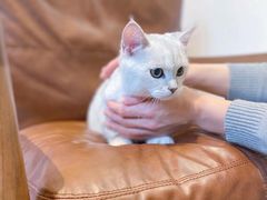-佐罗家宠物馆·猫文化馆(紫霞路店)