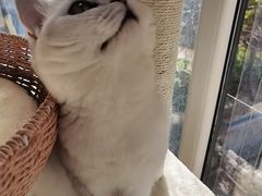-糯米喵星人总部直营旗舰店·猫舍·幼猫出售