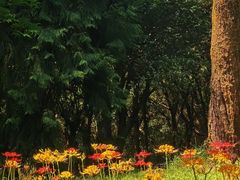 -杭州植物园