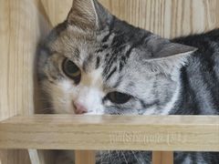 -爱洗澡的猫(望京店)