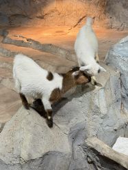 -Zoolung Zoolung动物主题公园(海信广场店)