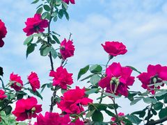 -金科花卉市场