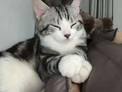 -芭比堂动物医院·犬猫全科·异宠专科(雁塔分院)