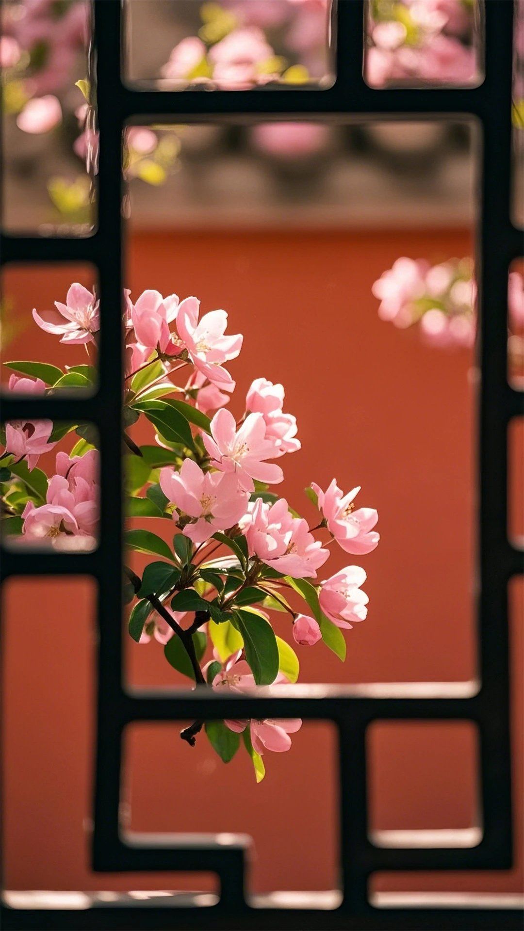 红墙春色,窗外繁花
