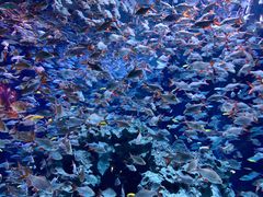 -成都浩海立方海洋公园