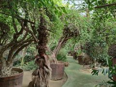 -呀路古热带植物园