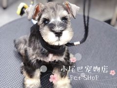 -小尾巴宠物店(万科·金域华庭店)