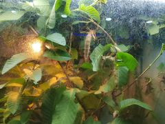 -上海大自然野生昆虫馆
