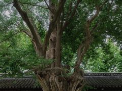 -苏州文庙(姑苏区)