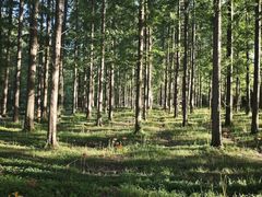 -黄海国家森林公园