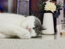 -L•野生眉半永久纹眉纹绣