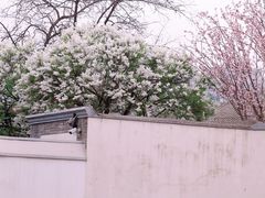 -北京鲁迅博物馆(北京新文化运动纪念馆鲁博馆区)