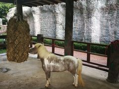 -清迈夜间动物园