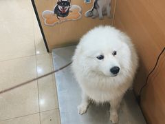 -瑞派天使宠物医院·神经外科·骨科·核磁(洛川中路店)