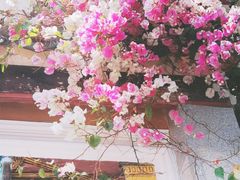 -深圳国际园林花卉博览园