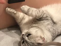 -猫儿山۰猫主题餐厅