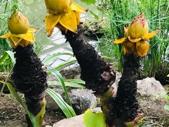 -南通洲际绿博园