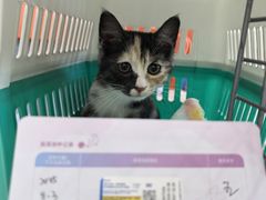 -纳吉亚猫专科动物医院博雅分院