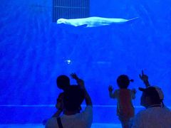 -芜湖新华联大白鲸海洋公园