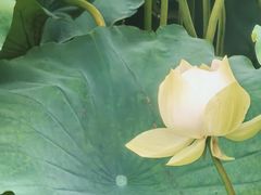 -莲池书院博物馆