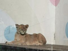 -大连森林动物园